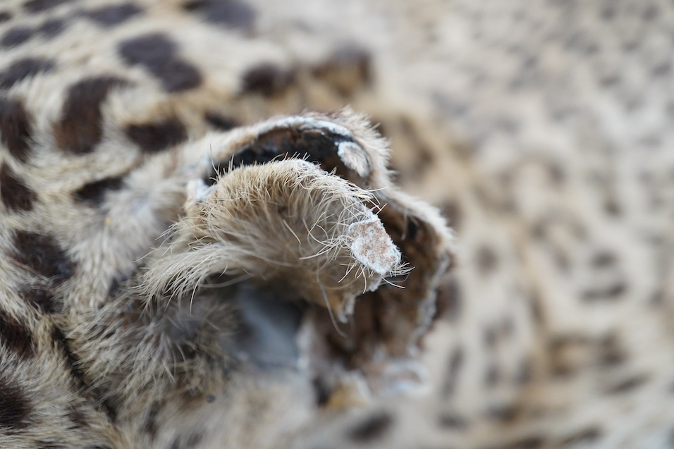 An early 20th century leopard skin rug with taxidermy head by van Ingen and van Ingen, Mysore, makers name stamped to the back, 215cm long. Condition - poor